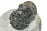 Morocops Trilobite - Ofaten, Morocco #287549-2